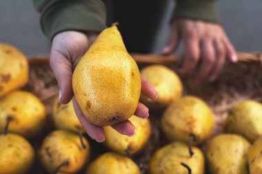 Bir kadın markette meyve tezgahında taze bir armut tutuyor..