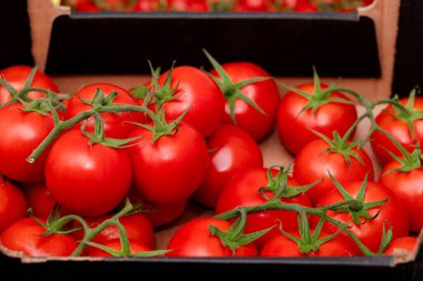 Market veya pazar vitrinindeki yeşil daldaki kırmızı domatesler.