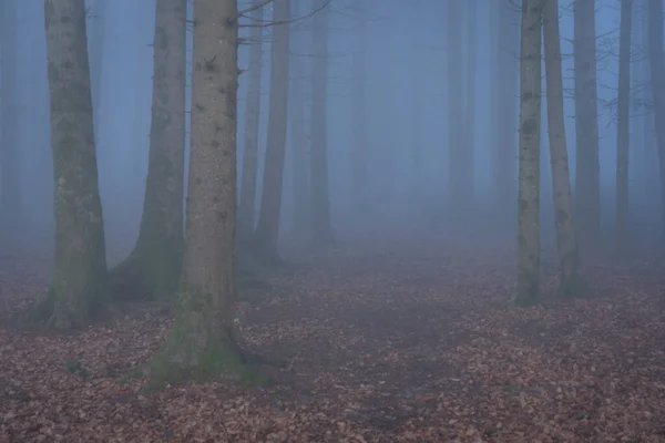 misty forest. Autumn forest mist panoramic landscape