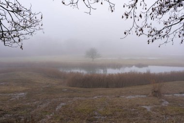 Beautiful One Isolated Single Tree in Nature Wild Landscape Sunrise with a Foggy Mist