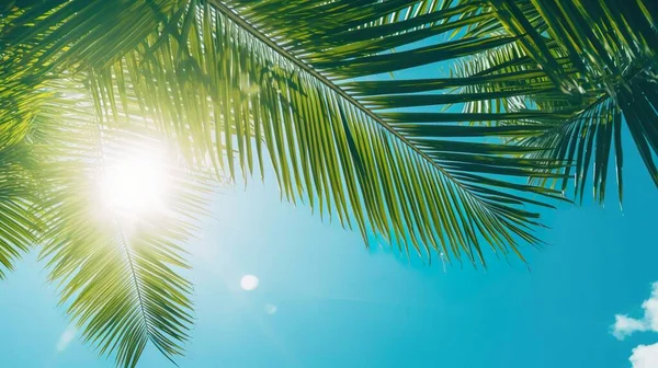 Tropische Palmbomen Bladeren Patroon Met Felle Zon — Stockfoto