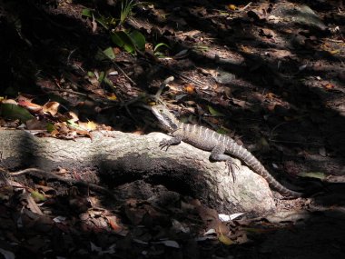 Güzel kertenkele yakın plan. Duvar kağıdı afişi için taş üstüne ejderha kertenkelesi..