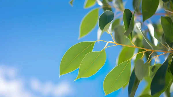 eucalyptus gum tree leaves against blue sky background.