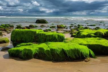 Altın kum ve yosunlu Brora plajı manzarası, Kuzey Denizi, İskoçya Avrupa