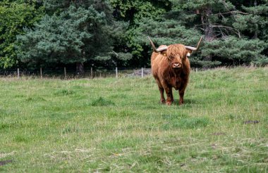 Uzun saçlı İskoç Sığırları Kuzey İskoçya Sığırları
