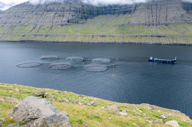 Faroe Adalarındaki Sürdürülebilir Balıkçılık ve Somon Çiftliği