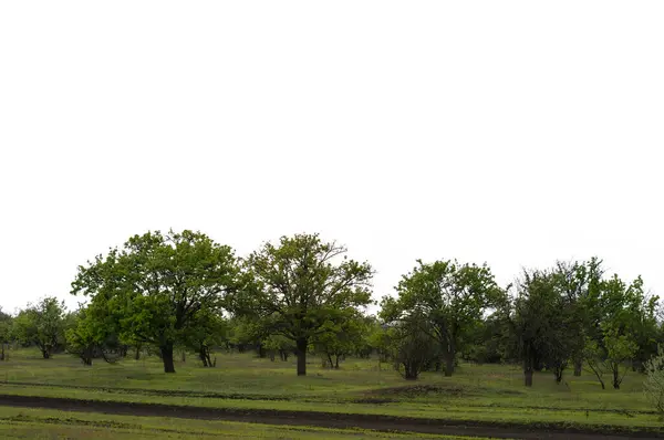 Árboles Verdes Durante Clima Nublado Imagen de stock