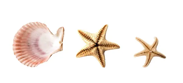Trío Conchas Marinas Estrellas Mar Aislado Sobre Fondo Blanco Imágenes de stock libres de derechos