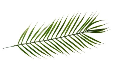 Yapay Yeşil Palmiye Dalı Beyaz Arkaplanda İzole Edildi 