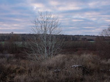 Bare tree in a winter field clipart