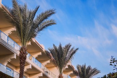 Palmiye ağaçları ve açık mavi gökyüzünün altındaki modern otel binası
