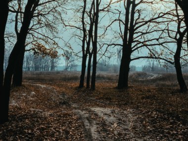 Autumn forest path with bare trees clipart