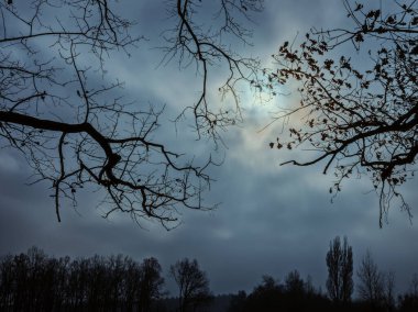 Bulutlu gökyüzüne karşı çıplak ağaç dalları