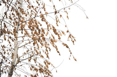 İzole edilmiş arkaplanda kuru yapraklı minimalist bej huş ağacı dalı
