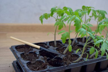 Bahardan önce hazırlık, gül bahçeleri, fideler. Ev bahçesi, sebze bahçesi..