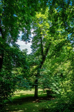 Madrid Haziran 2023. Campo del Moro Bahçeleri.