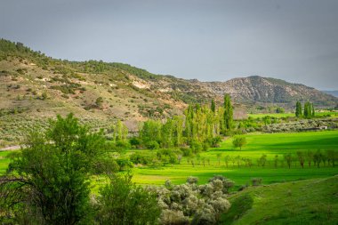 Alcarria 'da bahar. Guadalajara. İspanya.