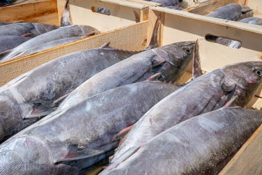 Milk fish caught in the Almadraba in La Azohia, Murcia. Spain. clipart