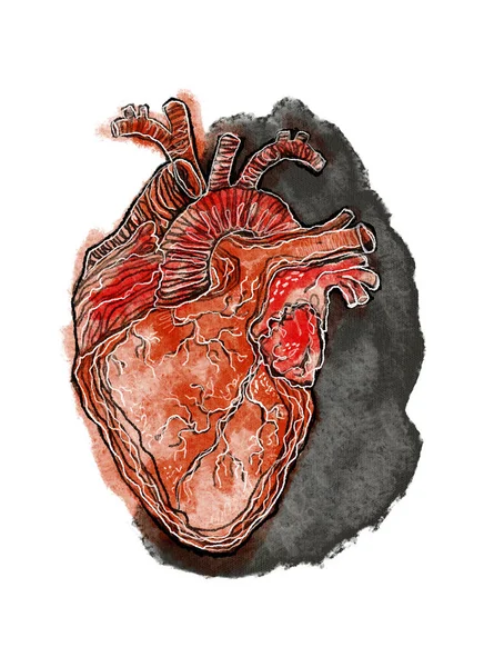 Абстрактне Сучасне Яскраве Анатомічне Серце Ізольований Органний Акварельний Арт Постер — стокове фото