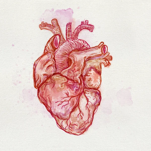 Corazón Anatómico Brillante Moderno Abstracto Cartel Arte Acuarela Órgano Aislado —  Fotos de Stock