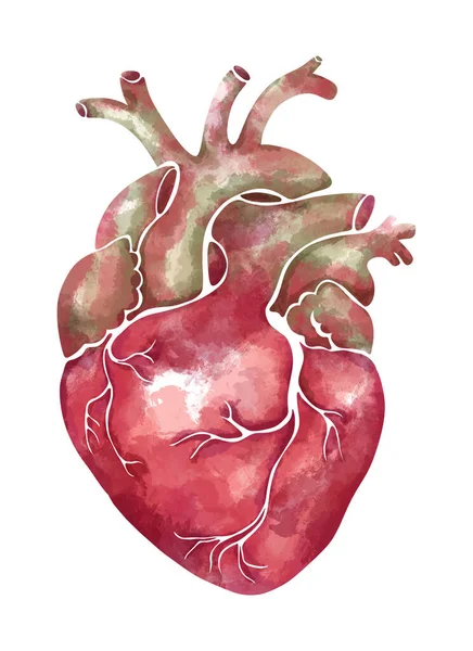 Hand Drawn Watercolor Anatomical Heart Soft Pink Green Tones — 图库照片