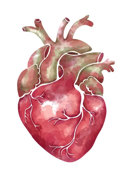 Hand Drawn Watercolor Anatomical Heart Soft Pink Green Tones Vector — Stockvector