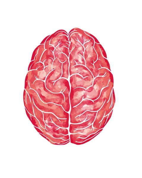 Watercolor Anatomical Human Brain Superior View Brain Illustration Isolated White — Stock Vector