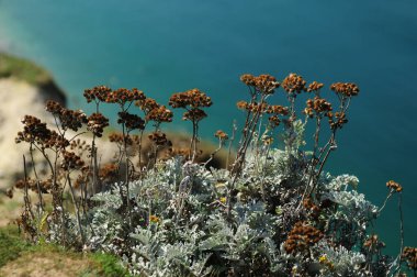 Wild Flowers High Above The Alabaster Coast In Etretat Normandy France On A Beautiful Sunny Summer Day