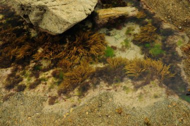 Water Plants In The Shallow Of Cap Frehel In Bretagne France On A Beautiful Sunny Summer Day