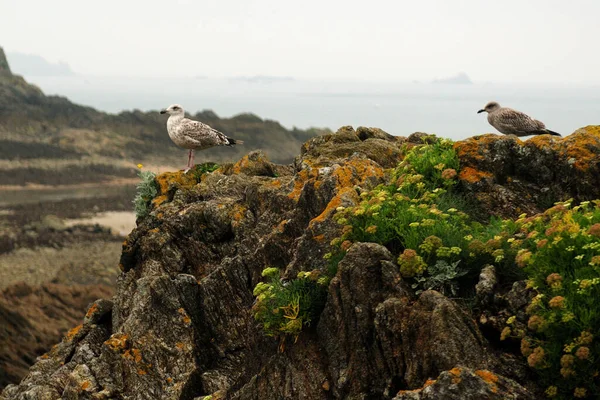 Two Birds Resting On The Rocks At The Coast Of Saint Malo In Bretagne France On A Hazy Overcast Summer Day