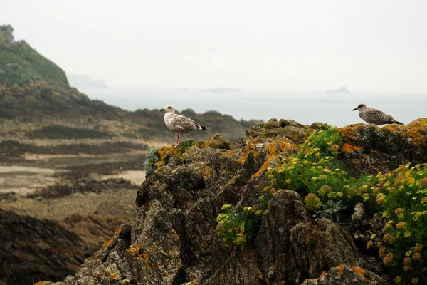 Two Birds Resting On The Rocks At The Coast Of Saint Malo In Bretagne France On A Hazy Overcast Summer Day