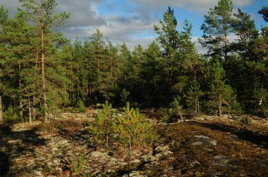 Gökyüzünde birkaç bulutla güneşli bir yaz gününde Finlandiya Sammalahdenmaki 'de Huilu' nun Uzun Yıkıntısı 'nı defnedeceğiz.