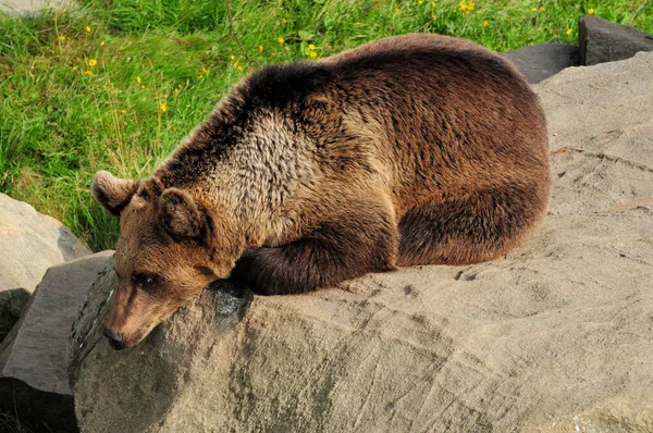 Odpočívající Medvěd Hnědý Zoo Ranua Finsko Krásném Slunečném Letním Dni — Stock fotografie