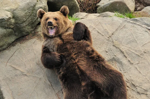 Urso Castanho Engraçado Ranua Zoo Finlândia Belo Dia Ensolarado Verão — Fotografia de Stock