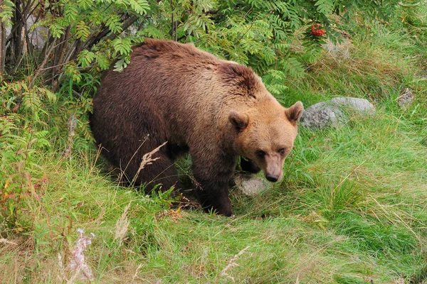 Коричневый Медведь Зоопарке Рануа Финляндия Пасмурный Летний День — стоковое фото