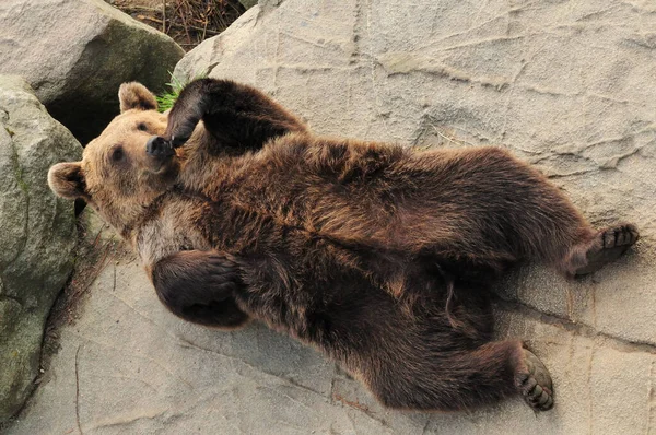 Бурый Медведь Застрял Зоопарке Рануа Солнечный Летний День — стоковое фото