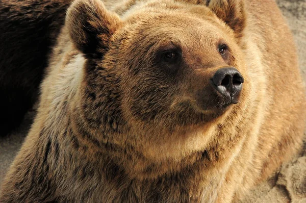 Close Brown Bear Ranua Zoo Finland Beautiful Sunny Summer Day — Stock Photo, Image
