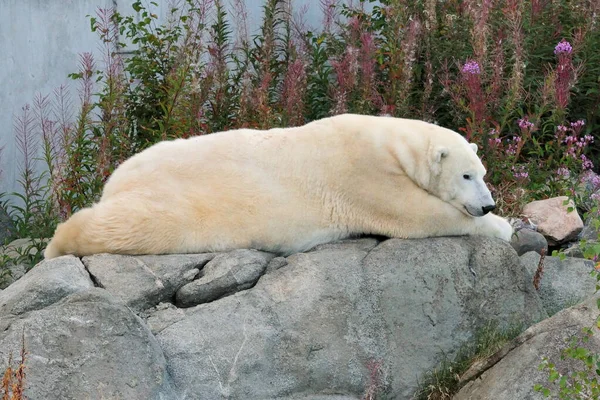 Ленивый Белый Медведь Отдыхает Скале Зоопарке Рануа Финляндия Прекрасный Солнечный — стоковое фото