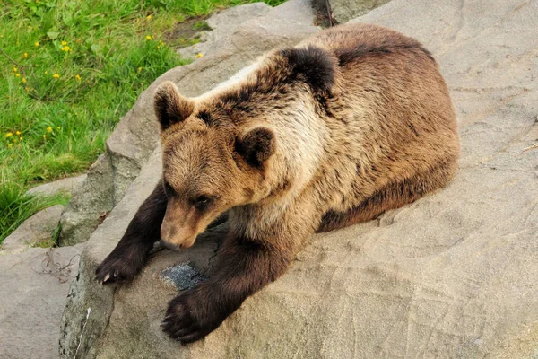 Бурый Медведь Отдыхает Скале Зоопарке Рануа Финляндии Солнечный Летний День — стоковое фото