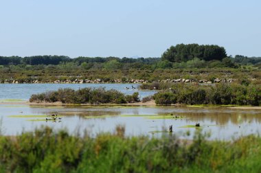Doğadaki sulak araziler Platja Trenc Mallorca 'yı Des Güneşli bir bahar gününde açık mavi gökyüzü