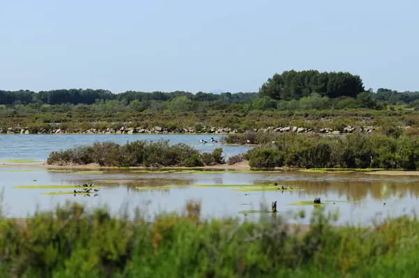 Doğadaki sulak araziler Platja Trenc Mallorca 'yı Des Güneşli bir bahar gününde açık mavi gökyüzü