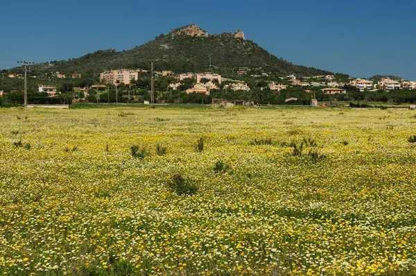 Colorful Meadow Blooming Wildflowers Cala Millor Mallorca Wonderful Sunny Spring Stock Image