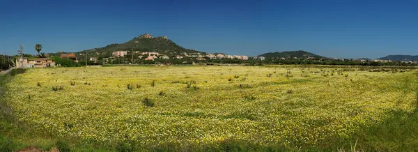 Panorama View Colorful Meadow Blooming Wildflowers Cala Millor Mallorca Underbar Royaltyfria Stockfoton