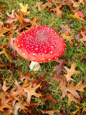 Uçan mantar orman zemininde.