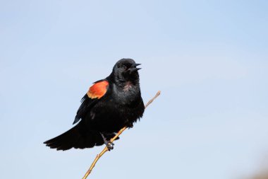 Şarkı söyleyen kırmızı kanatlı karatavuk mavi gökyüzüne karşı.