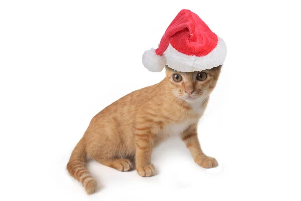 크리스마스에 배경으로 축하하기 클라우스 모자를 귀여운 고양이 — 스톡 사진