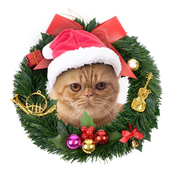산타클로스 모자를 스코틀랜드인늙은 고양이가 배경의 크리스마스 화환에서 머리를 내밀고 — 스톡 사진