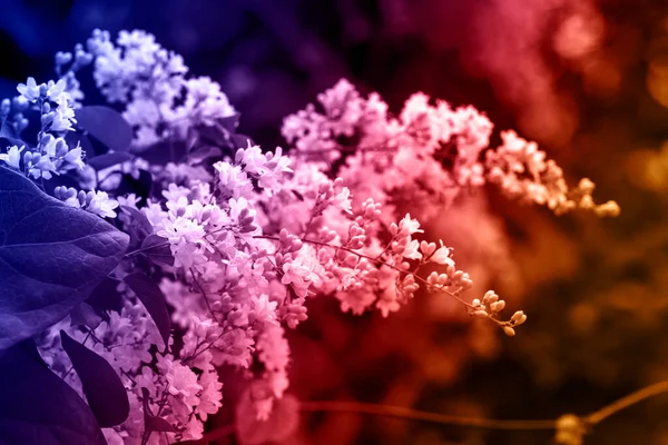 Přírodní Krása Květin Posílena Oslnivě Purpurovou Červenou Gradací — Stock fotografie