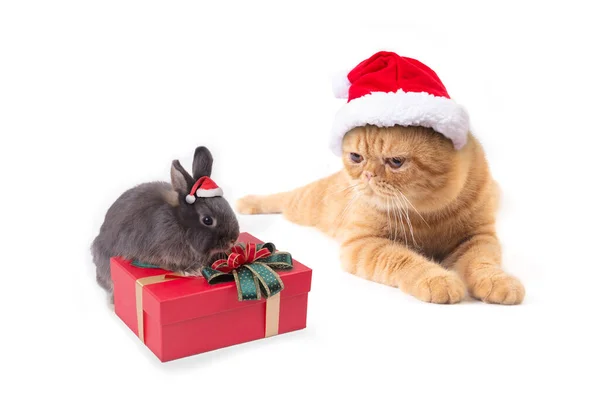 Skotský Složit Kočka Malý Králík Sobě Červené Santa Claus Klobouk — Stock fotografie