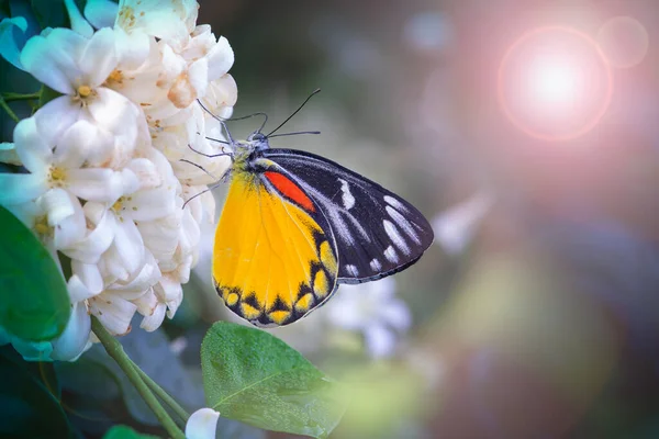 Colorful Butterflies Seeking Nectar Pollen Blurred Background Garden Lights Bokeh — Stock Photo, Image
